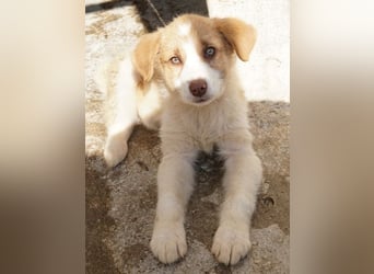 Josefine, geb. ca. 12/2025, lebt in GRIECHENLAND, im städt. Tierheim Serres