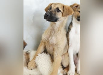 Anja, geb. ca. 12/2025, lebt in GRIECHENLAND, auf einer privaten Pflegestelle