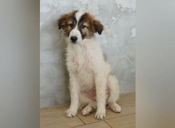 Vera, geb. ca. 12/2025, lebt in GRIECHENLAND, auf einer privaten Pflegestelle