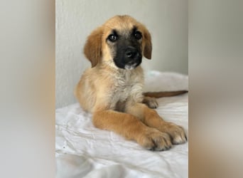 Cindy, geb. ca. 03/2026, lebt in GRIECHENLAND, im städt. Tierheim Serres