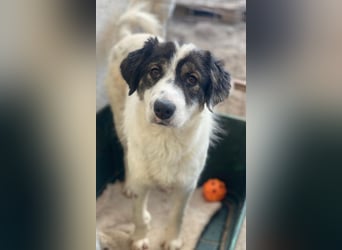 Majolika, geb. ca. 04/2025, lebt in GRIECHENLAND, im städt. Tierheim Serres