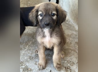 Harissa, geb. ca. 05/2026, lebt in GRIECHENLAND, im städt. Tierheim Serres