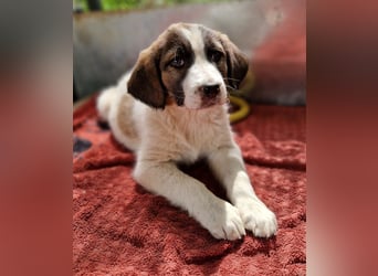 Willa, geb. ca. 01/2024, lebt in GRIECHENLAND, im städt. Tierheim Serres