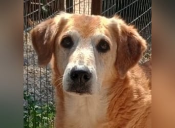 Flower, geb. ca. 06/2015, lebt in GRIECHENLAND, auf einer privaten Pflegestelle