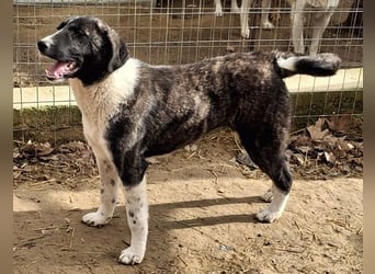 Tsuki, geb. ca. 04/2025, lebt in GRIECHENLAND, auf einer privaten Pflegestelle