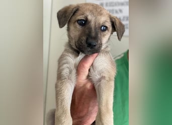 Nessarose, geb. ca. 08/2025, lebt in GRIECHENLAND, im städt. Tierheim Serres