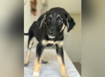 Elina, geb. ca. 03/2026, lebt in GRIECHENLAND, im städt. Tierheim Serres