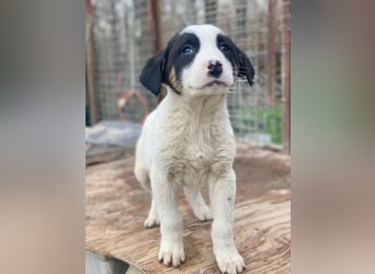 Hawaii, geb. ca. 11/2025, lebt in GRIECHENLAND, auf einer privaten Pflegestelle