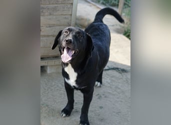 Ria, geb. ca. 10/2024, lebt in GRIECHENLAND, im städt. Tierheim Serres