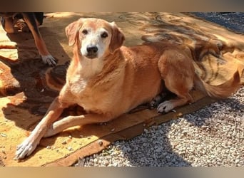 Flower, geb. ca. 06/2015, lebt in GRIECHENLAND, auf einer privaten Pflegestelle