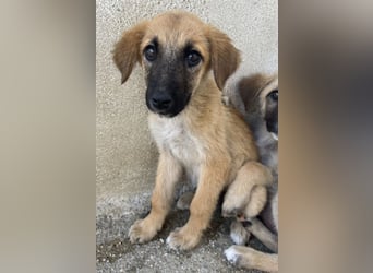Cindy, geb. ca. 03/2026, lebt in GRIECHENLAND, im städt. Tierheim Serres