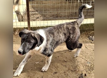 Tsuki, geb. ca. 04/2025, lebt in GRIECHENLAND, auf einer privaten Pflegestelle