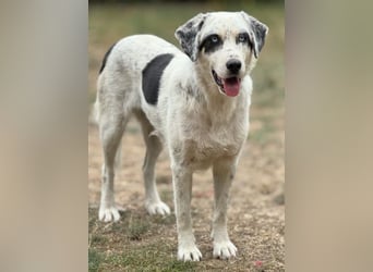 Snow, geb. ca. 06/2023, lebt auf einer Pflegestelle in 47652 Weeze