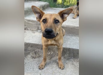 Zella, geb. ca. 03/2023, lebt auf einer Pflegestelle in 47638 Straelen