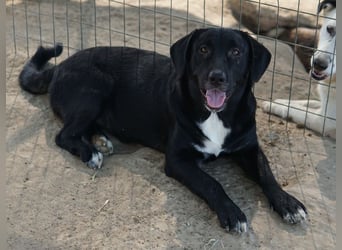 Ria, geb. ca. 10/2024, lebt in GRIECHENLAND, im städt. Tierheim Serres