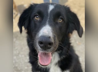 Meredith, geb. ca. 01/2022, lebt in GRIECHENLAND, auf einem Gelände, auf dem die Hunde notdürftig ve