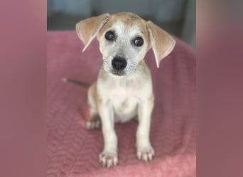 Rosie, geb. ca. 05/2026, lebt in GRIECHENLAND, im städt. Tierheim Serres