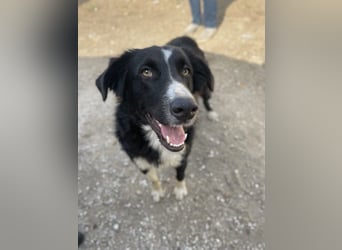 Meredith, geb. ca. 01/2022, lebt in GRIECHENLAND, auf einem Gelände, auf dem die Hunde notdürftig ve