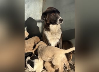 Mère, geb. ca. 03/2023, lebt in GRIECHENLAND, im städt. Tierheim Serres