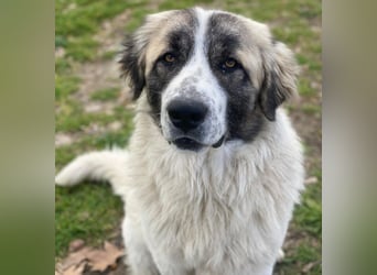 Chef, geb. ca. 07/2025, lebt in GRIECHENLAND, im städt. Tierheim Serres