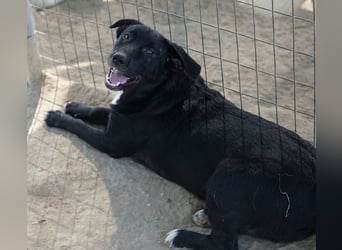 Ria, geb. ca. 10/2024, lebt in GRIECHENLAND, im städt. Tierheim Serres