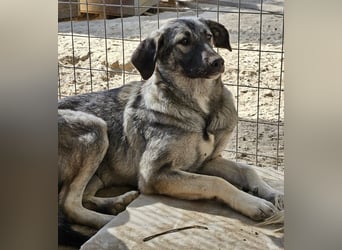 Nina Chuba, geb. ca. 02/2024, lebt in GRIECHENLAND, im städt. Tierheim Serres