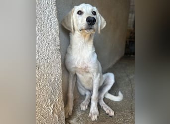 Inara, geb. ca. 03/2026, lebt in GRIECHENLAND, im städt. Tierheim Serres