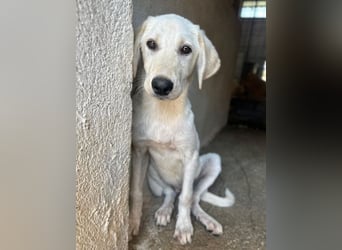 Inara, geb. ca. 03/2026, lebt in GRIECHENLAND, im städt. Tierheim Serres