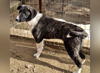 Tsuki, geb. ca. 04/2025, lebt in GRIECHENLAND, auf einer privaten Pflegestelle