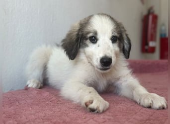 Paloma, geb. ca. 05/2026, lebt in GRIECHENLAND, im städt. Tierheim Serres