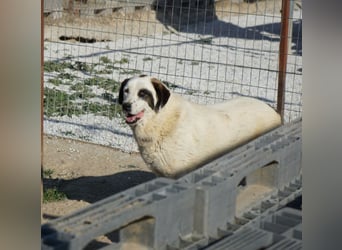 Benda, geb. ca. 06/2023, lebt in GRIECHENLAND, im städt. Tierheim Serres