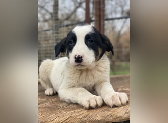 Hawaii, geb. ca. 11/2025, lebt in GRIECHENLAND, auf einer privaten Pflegestelle