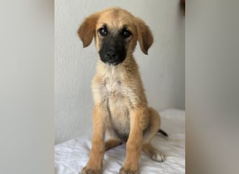 Cindy, geb. ca. 03/2026, lebt in GRIECHENLAND, im städt. Tierheim Serres