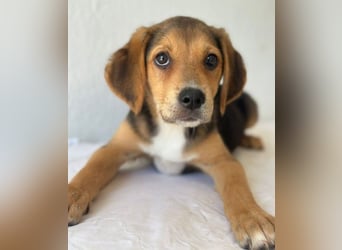 Holly, geb. ca. 03/2026, lebt in GRIECHENLAND, im städt. Tierheim Serres