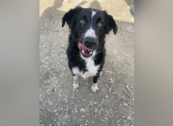 Meredith, geb. ca. 01/2022, lebt in GRIECHENLAND, auf einem Gelände, auf dem die Hunde notdürftig ve