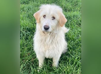 Arina, geb. ca. 10/2024, lebt in GRIECHENLAND, im städt. Tierheim Serres