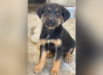Namari, geb. ca. 02/2026, lebt in GRIECHENLAND, im städt. Tierheim Serres