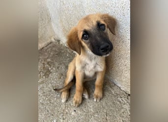 Cindy, geb. ca. 03/2026, lebt in GRIECHENLAND, im städt. Tierheim Serres