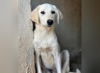 Inara, geb. ca. 03/2026, lebt in GRIECHENLAND, im städt. Tierheim Serres