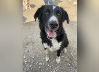 Meredith, geb. ca. 01/2022, lebt in GRIECHENLAND, auf einem Gelände, auf dem die Hunde notdürftig ve