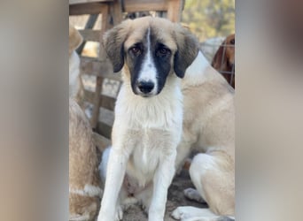 Dinka, geb. ca. 04/2025, lebt in GRIECHENLAND, im städt. Tierheim Serres