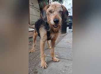 Yasko, geb. ca. 11/2022, lebt auf einer Pflegestelle in 44649 Herne