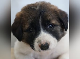 Calma, geb. ca. 01/2026, lebt in GRIECHENLAND, auf einer privaten Pflegestelle