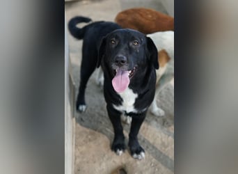 Ria, geb. ca. 10/2024, lebt in GRIECHENLAND, im städt. Tierheim Serres