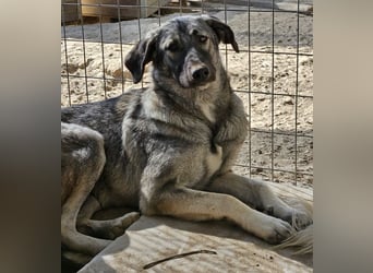 Nina Chuba, geb. ca. 02/2024, lebt in GRIECHENLAND, im städt. Tierheim Serres