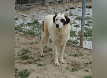 Benda, geb. ca. 06/2023, lebt in GRIECHENLAND, im städt. Tierheim Serres