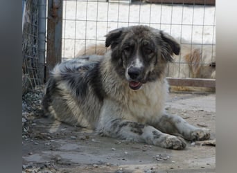 Ludmilla, geb. ca. 05/2025, lebt in GRIECHENLAND, im städt. Tierheim Serres