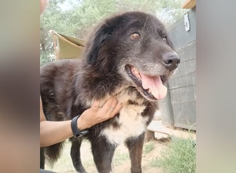 Betty-Boo, geb. ca. 01/2014, lebt in GRIECHENLAND, auf einer privaten Pflegestelle