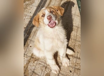 Josefine, geb. ca. 12/2025, lebt in GRIECHENLAND, im städt. Tierheim Serres