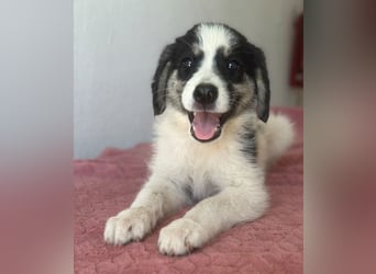 Colada, geb. ca. 05/2026, lebt in GRIECHENLAND, im städt. Tierheim Serres